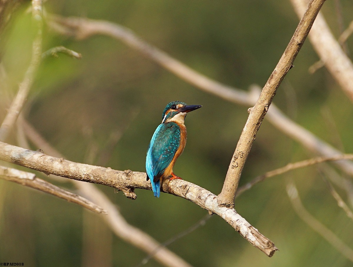 Common Kingfisher - Raghavendra  Pai