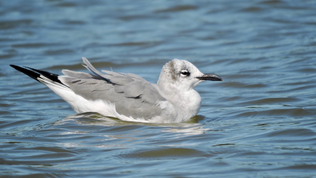 Mouette atricille - ML120211681