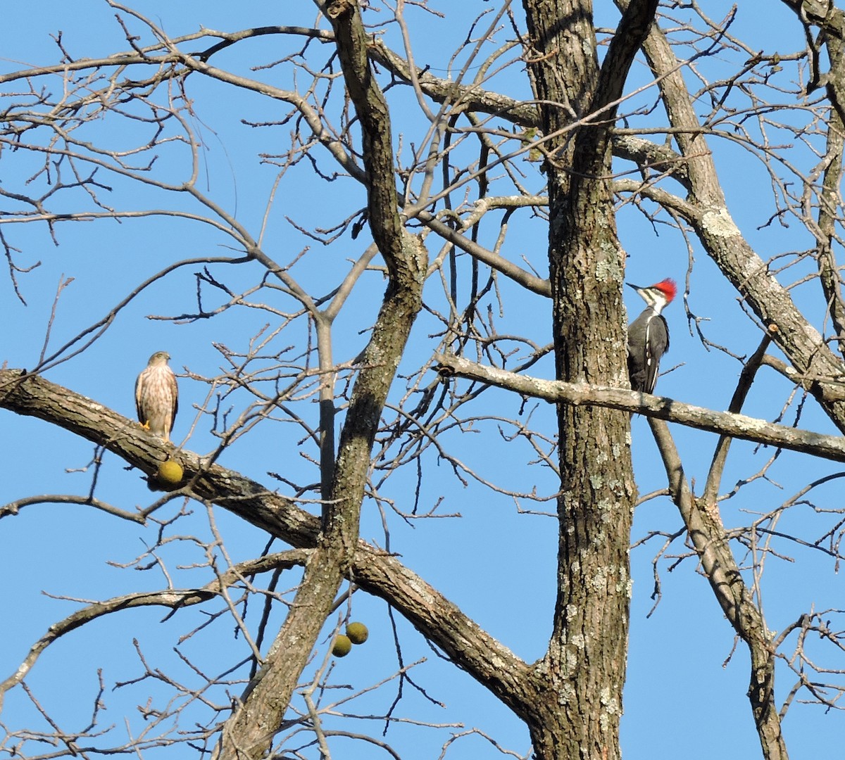 Sharp-shinned Hawk - Allen Lewis