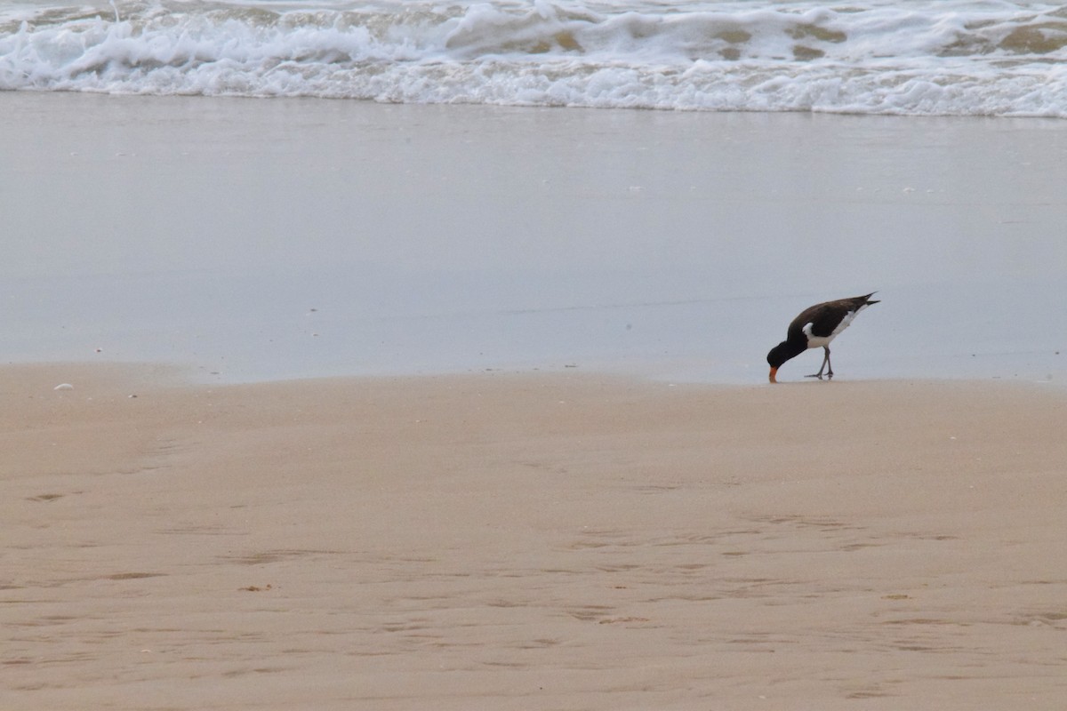 Eurasian Oystercatcher - ML120215171