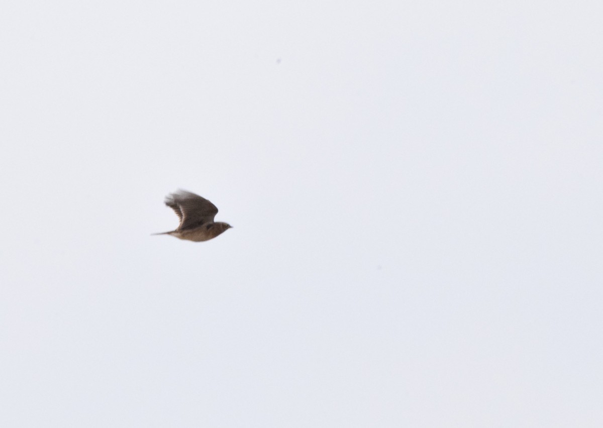 Eurasian Skylark - ML120215581