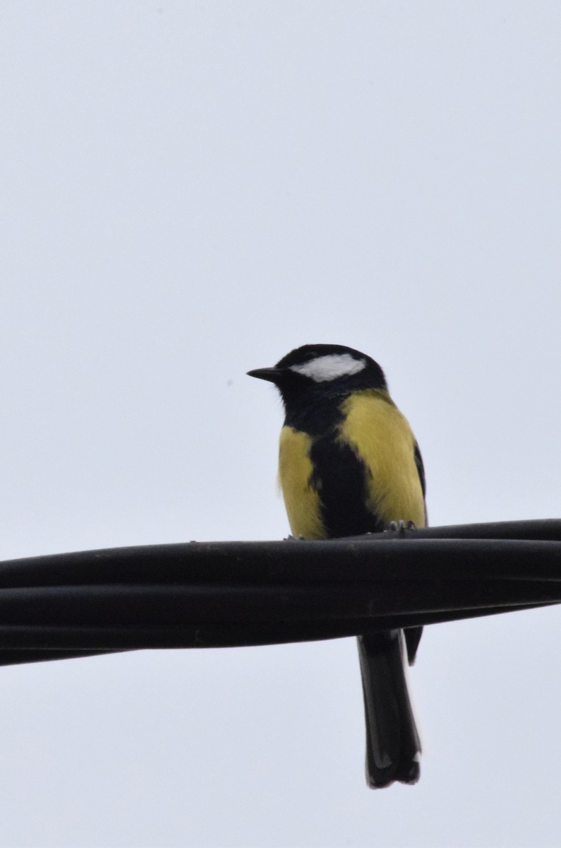 Great Tit - ML120215611