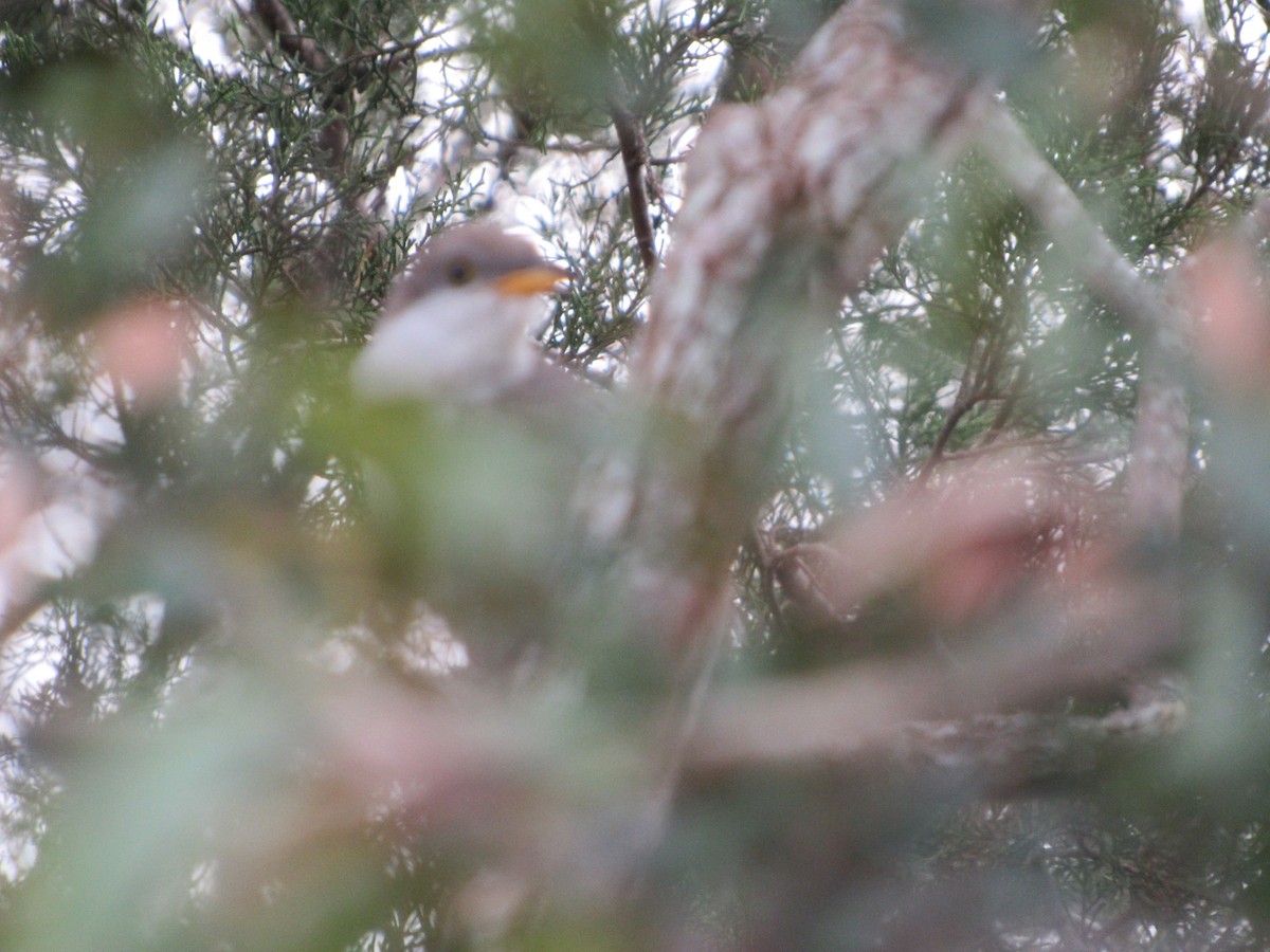 Yellow-billed Cuckoo - nicole-marie  pettinelli