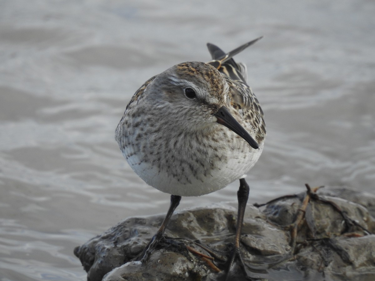 White-rumped Sandpiper - John McKay