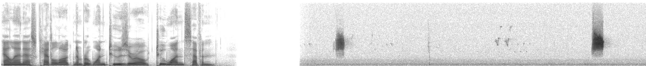 Североамериканская ласточка [группа serripennis] - ML120217