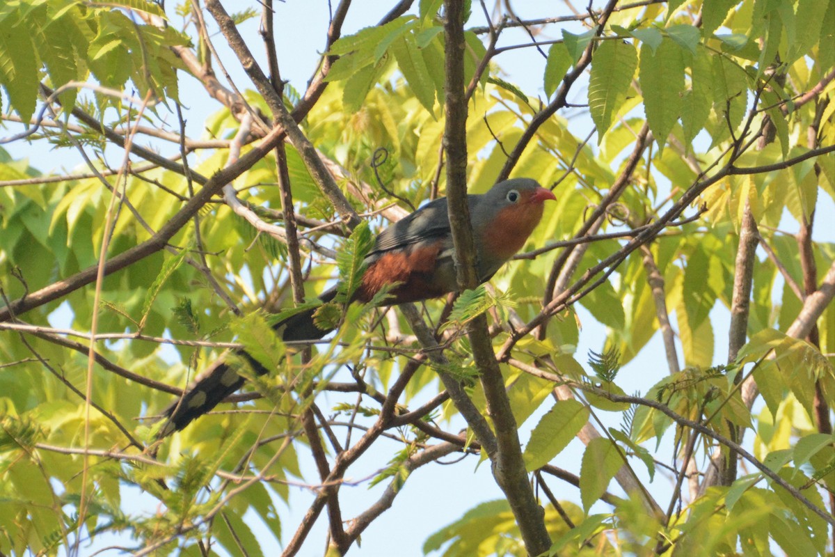 Red-billed Malkoha - ML120217291