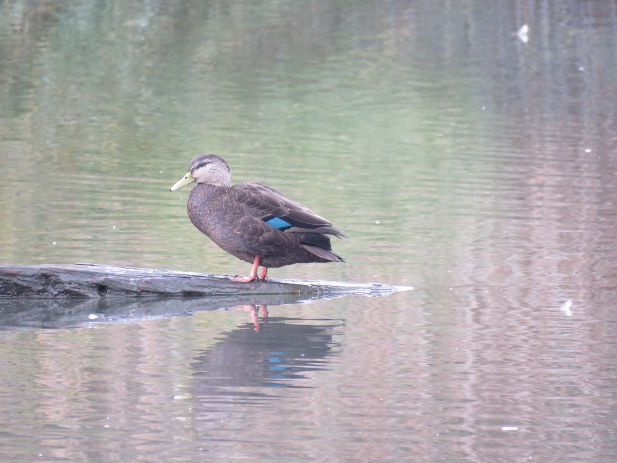 American Black Duck - ML120219251