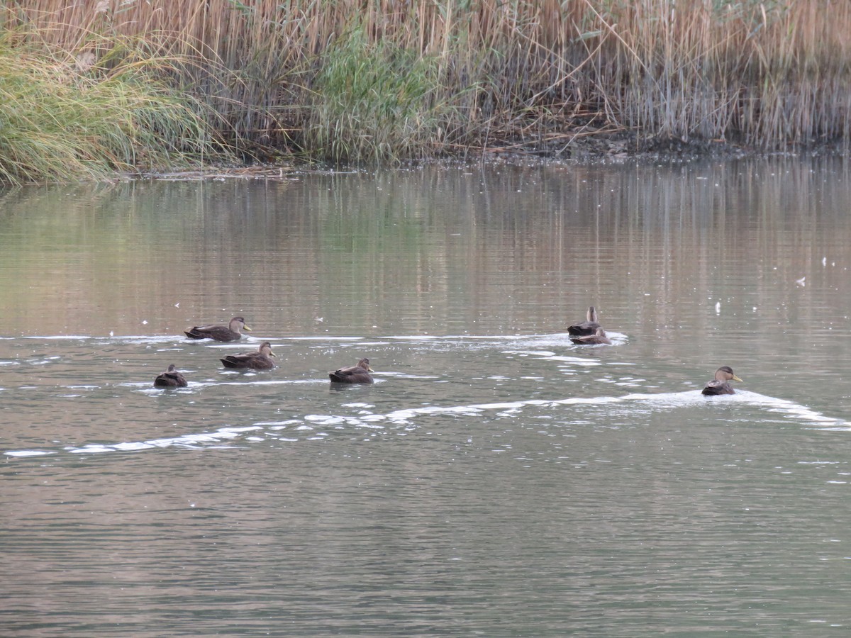 American Black Duck - ML120219261