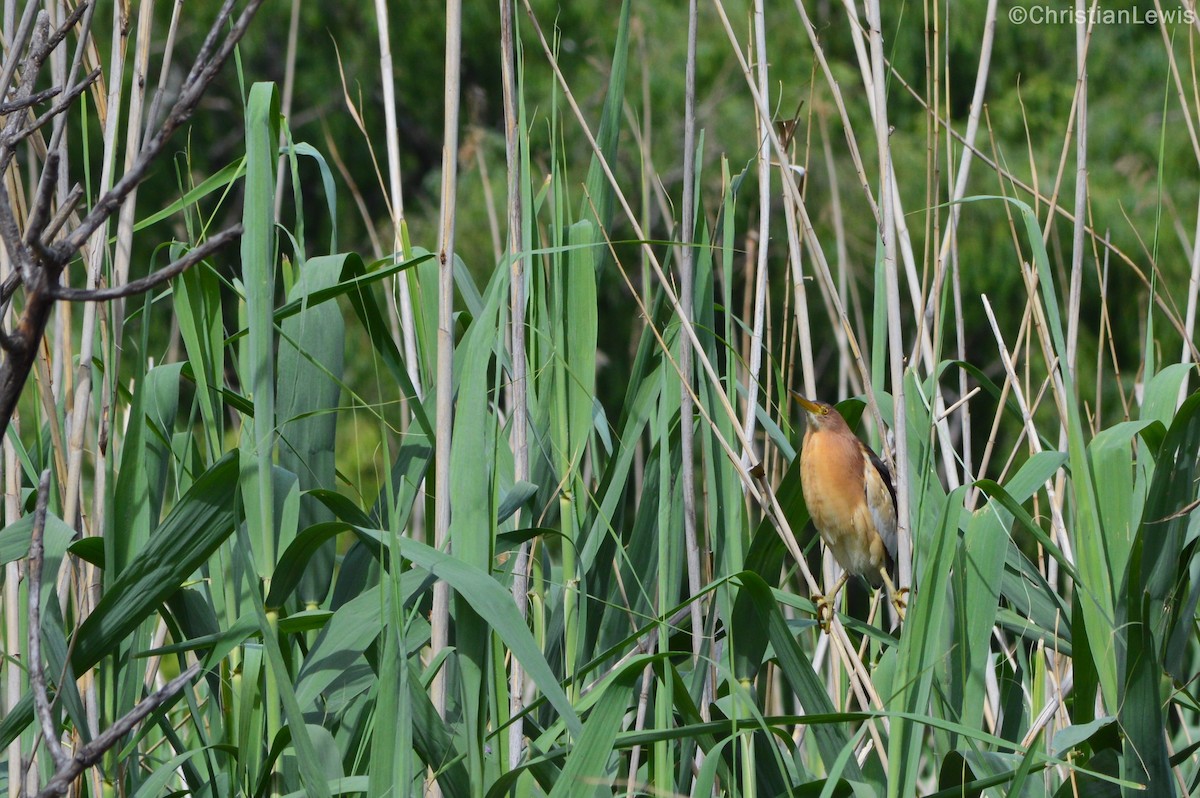 Little Bittern - Christian Lewis