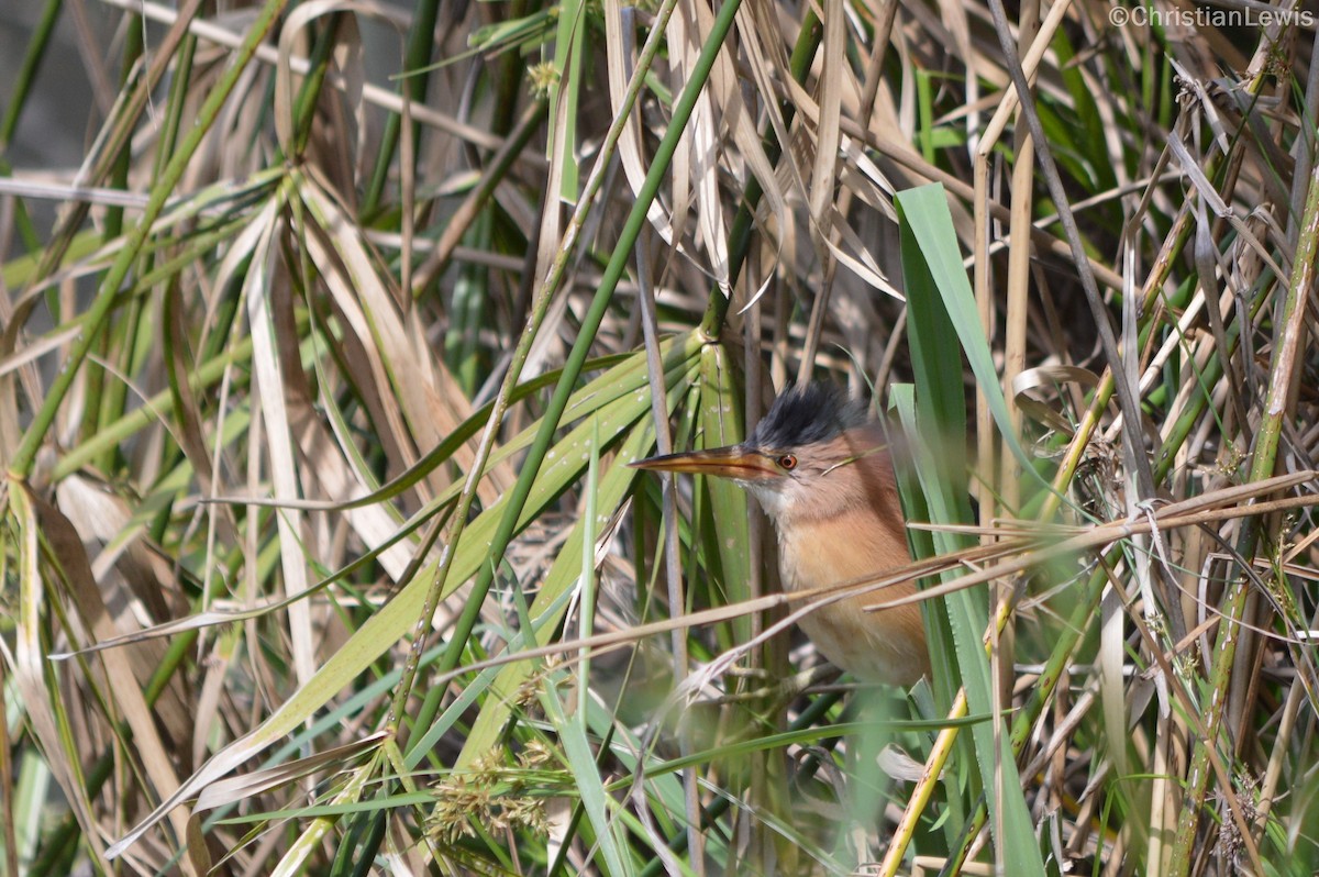 Little Bittern - ML120221121