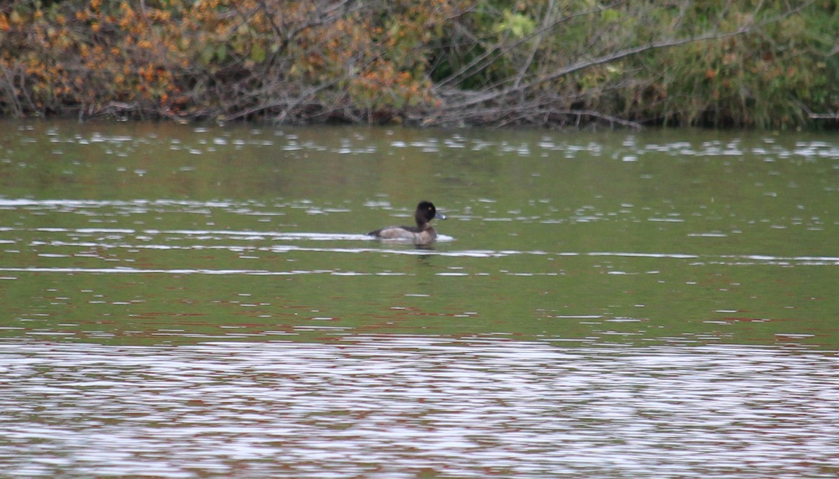 Ring-necked Duck - ML120221551