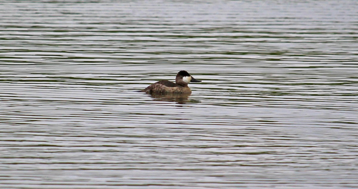 Ruddy Duck - ML120222221