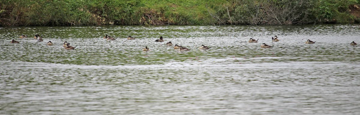 Ruddy Duck - ML120222271