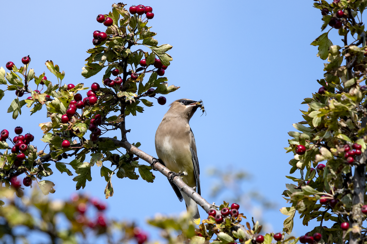 Cedar Waxwing - ML120222531