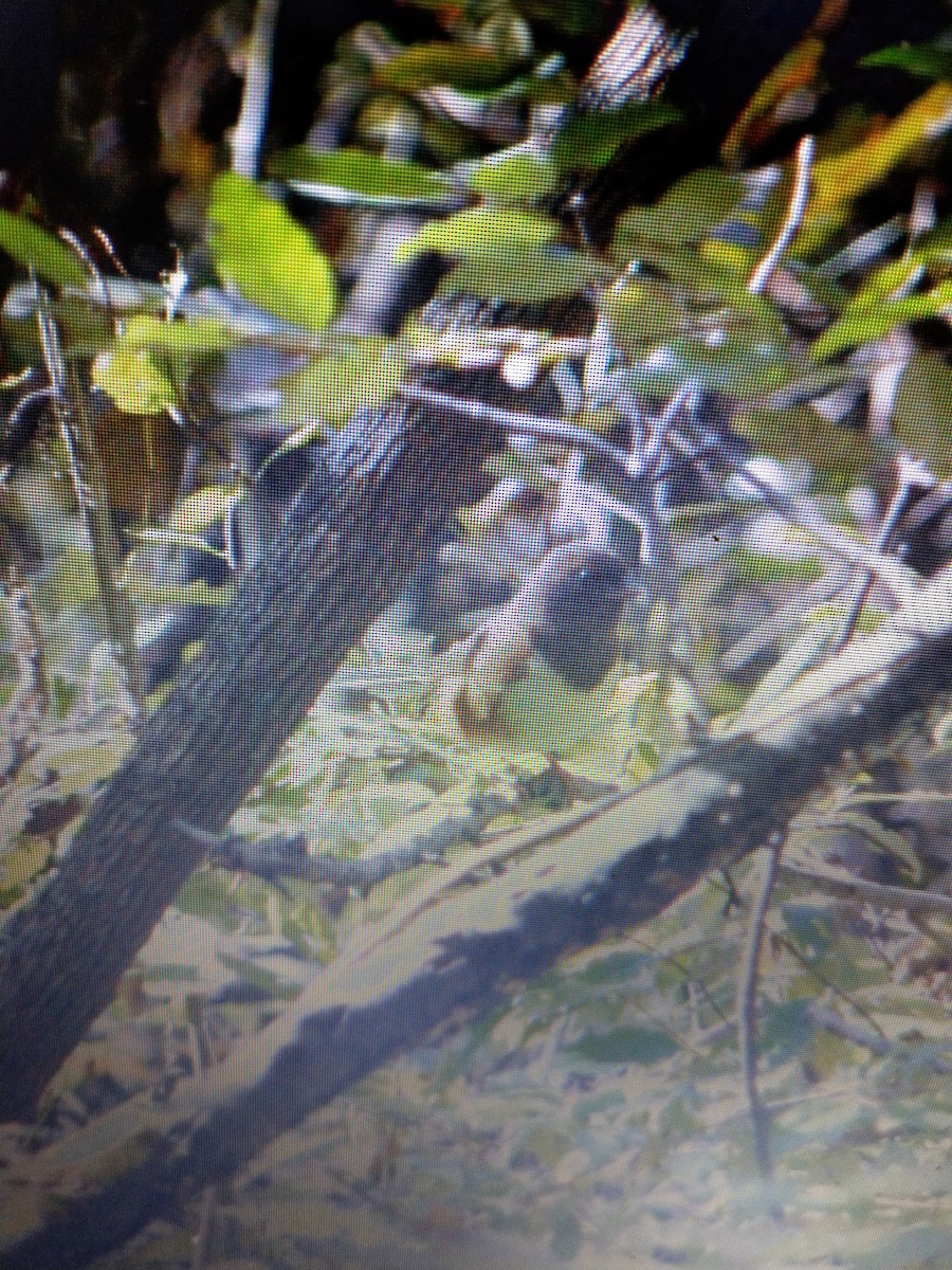 Eastern Towhee - ML120222931