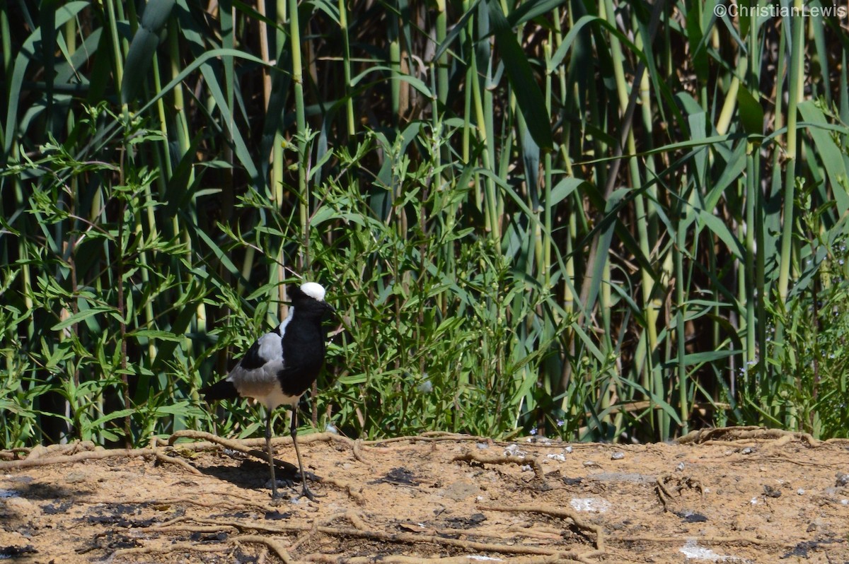 Blacksmith Lapwing - ML120224761