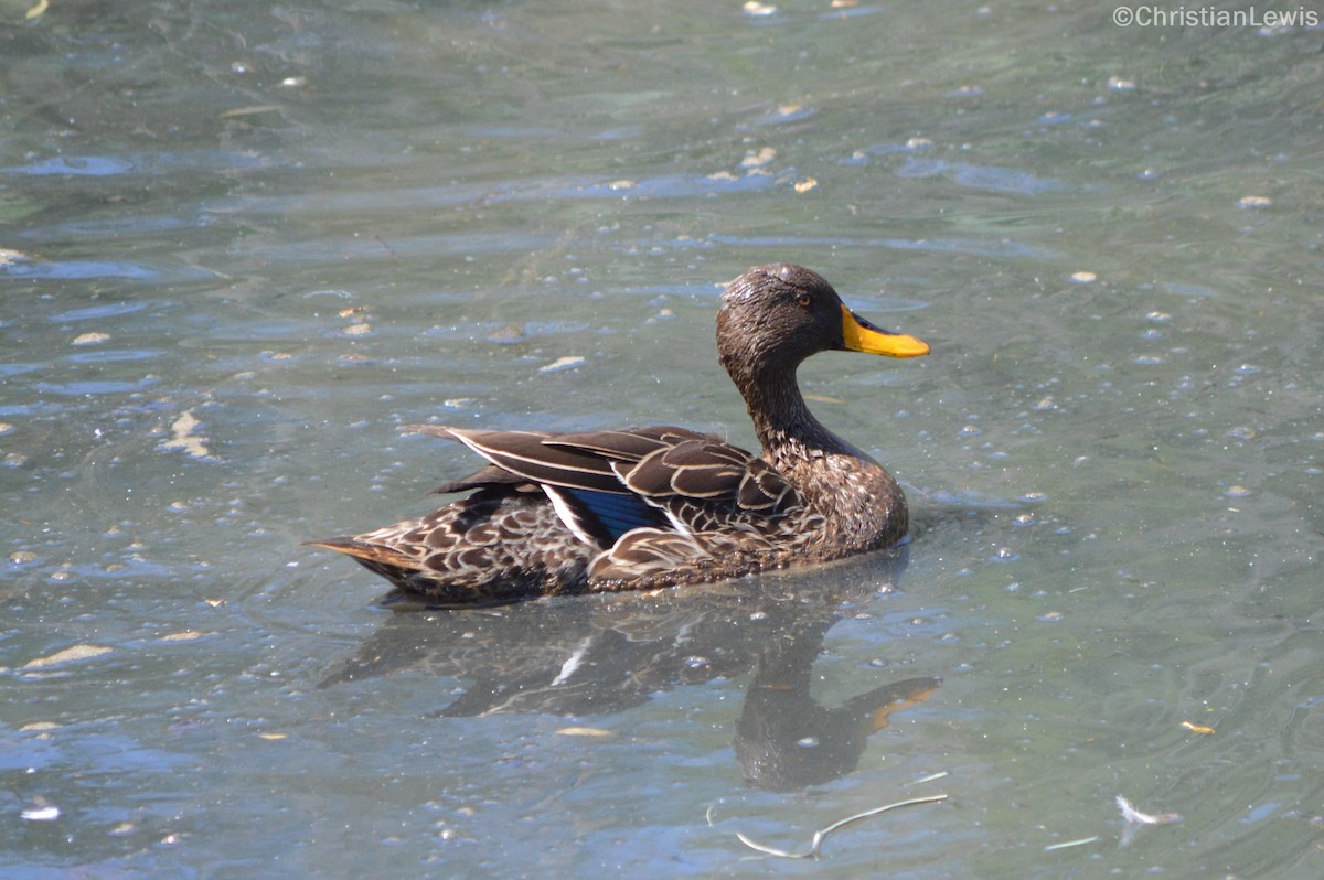 Yellow-billed Duck - ML120226041