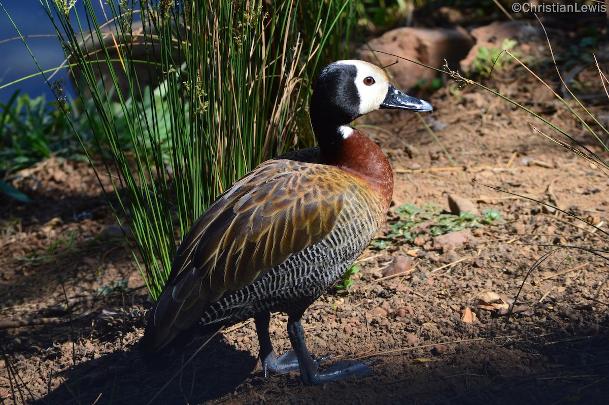 White-faced Whistling-Duck - ML120228461