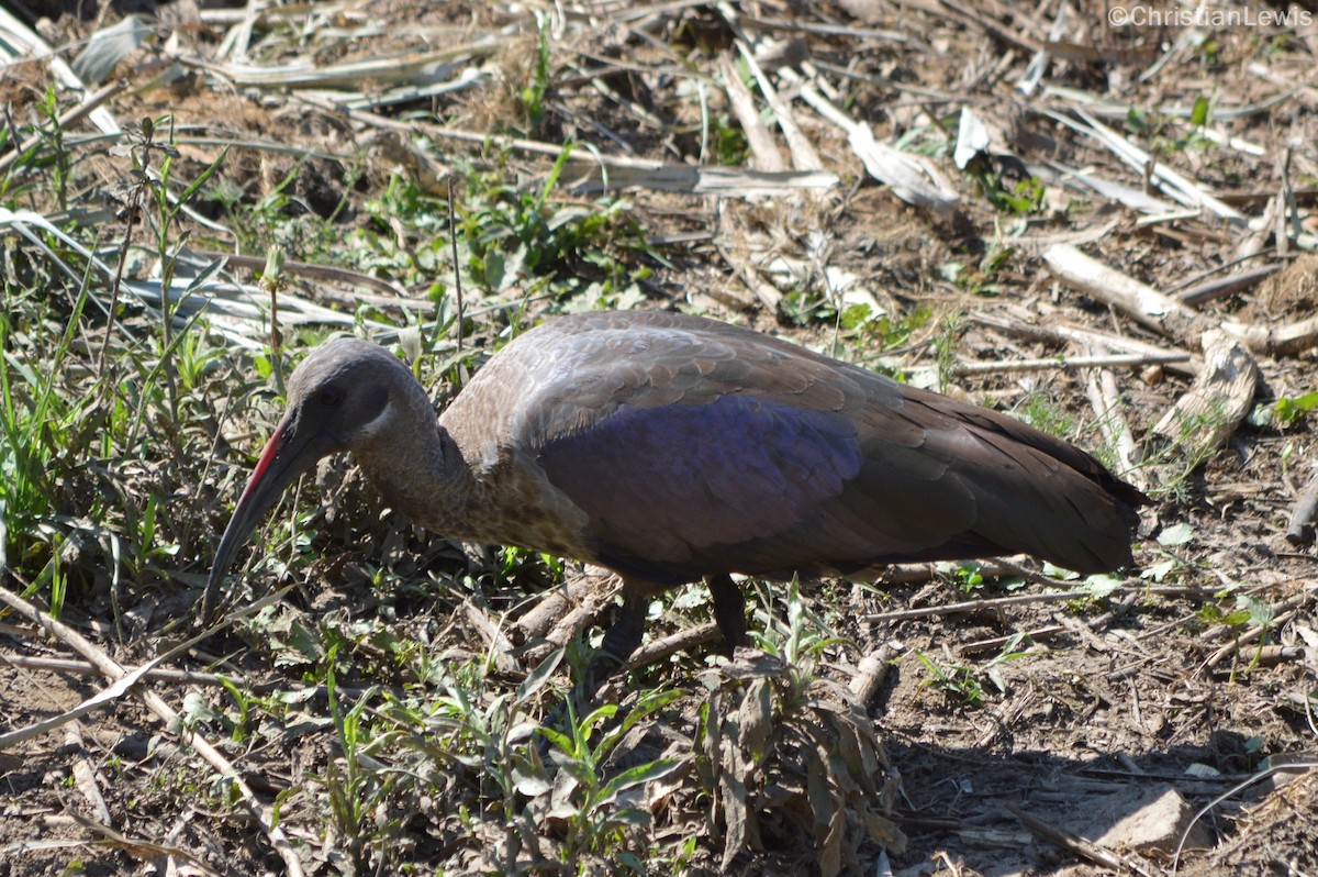 Hadada Ibis - ML120229481