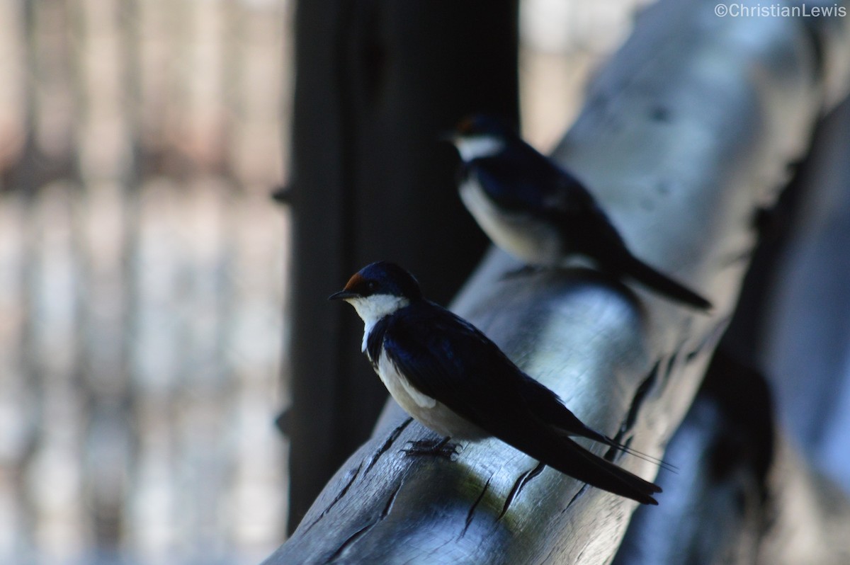 White-throated Swallow - ML120229951