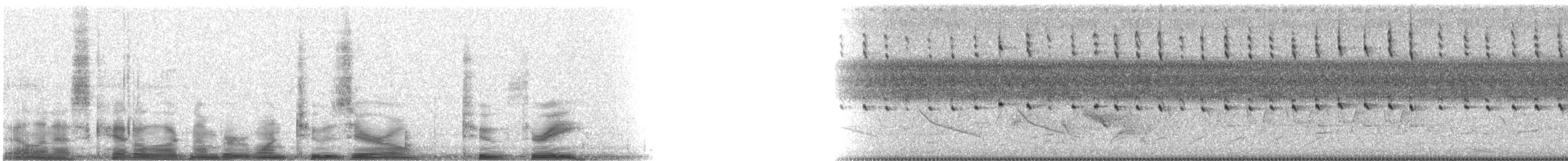 Carouge à épaulettes (groupe phoeniceus) - ML12023