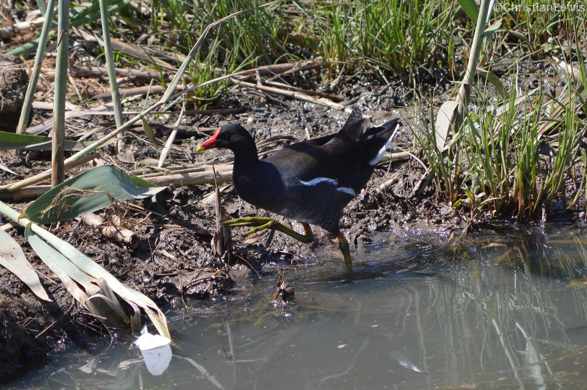 Eurasian Moorhen - ML120230421