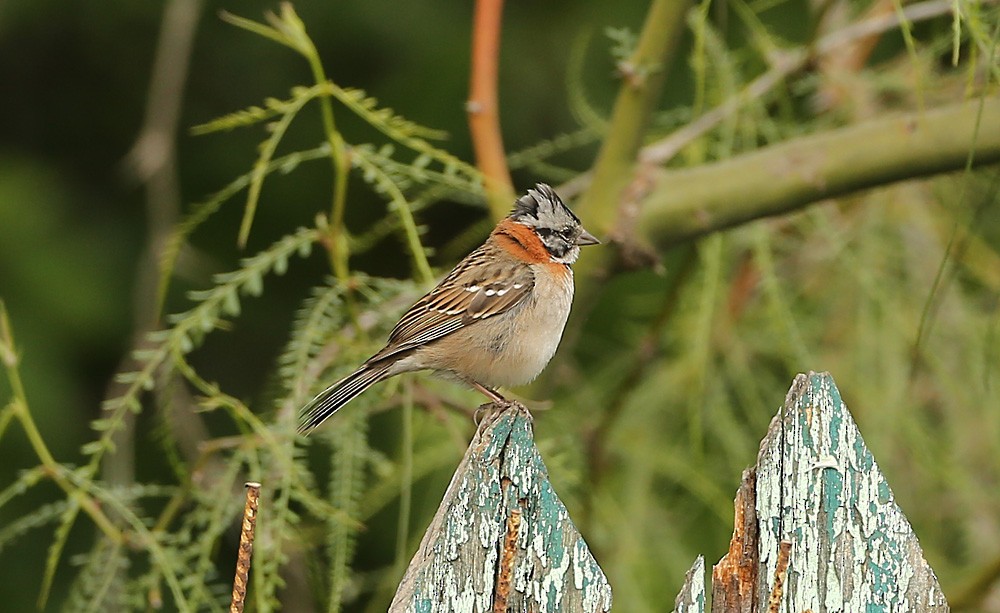 Rufous-collared Sparrow - ML120233701
