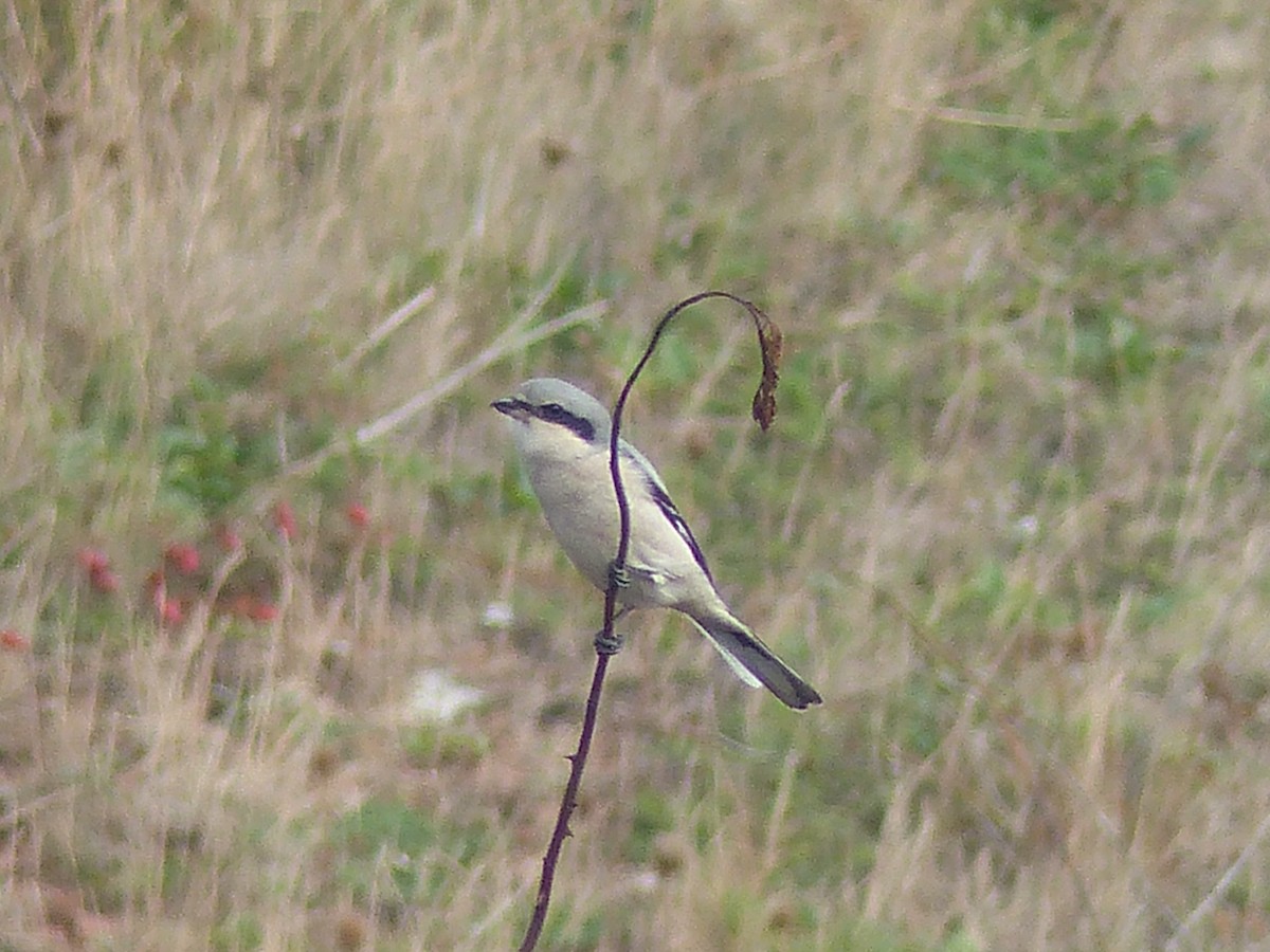 Great Gray Shrike - ML120235251