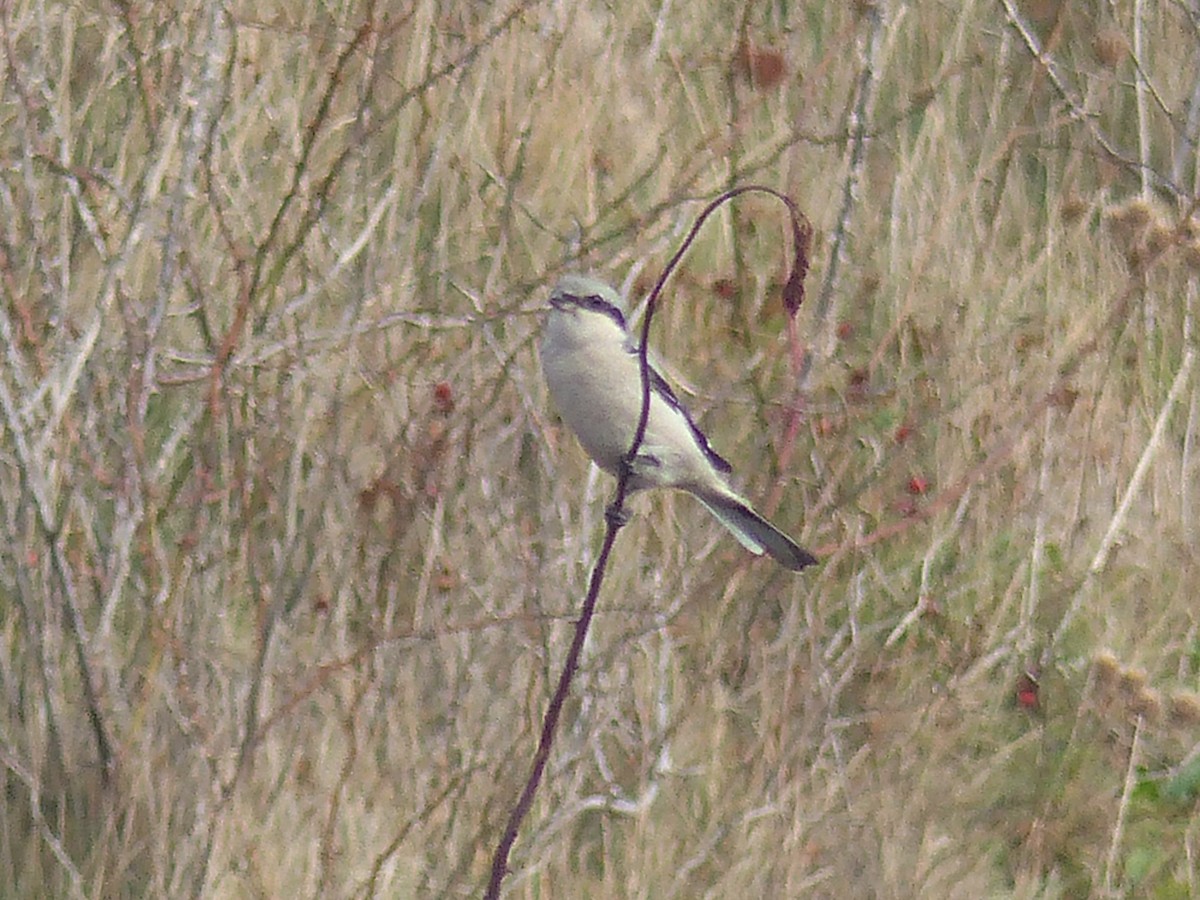 Great Gray Shrike - Coleta Holzhäuser