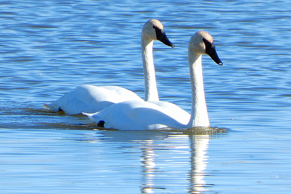 Trumpeter Swan - ML120235771