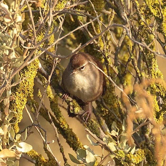 Cetti's Warbler - ML120235921