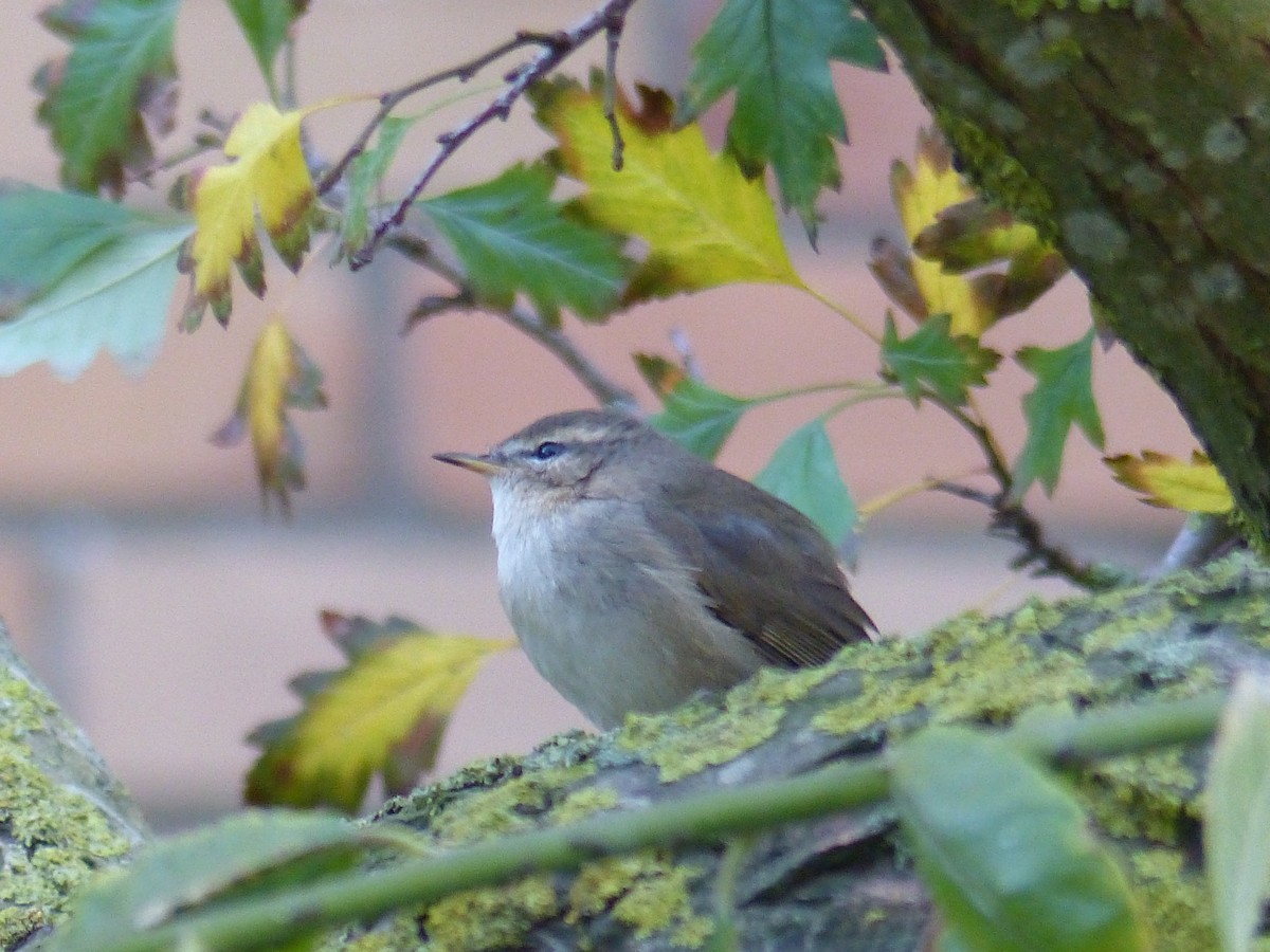 Dusky Warbler - ML120236991