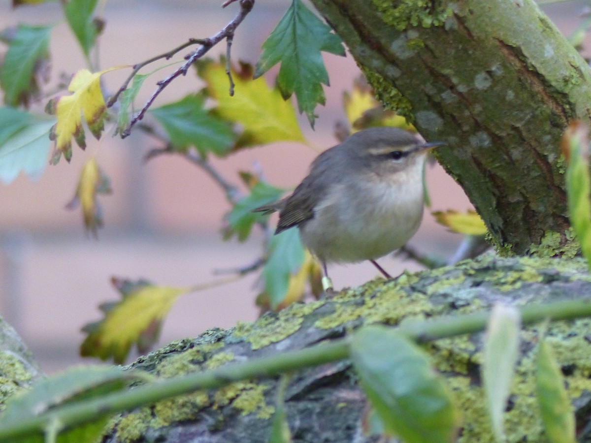 Dusky Warbler - ML120237011