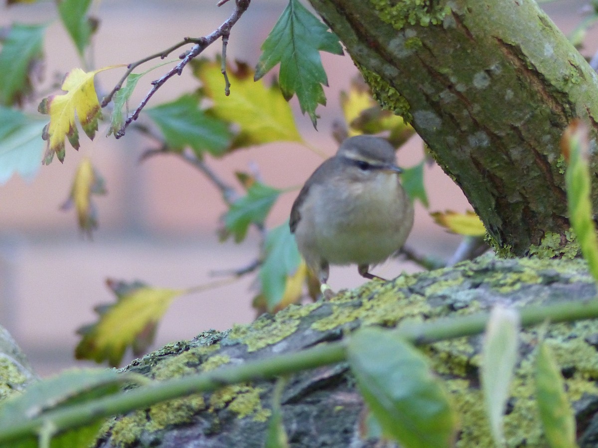 Dusky Warbler - ML120237021