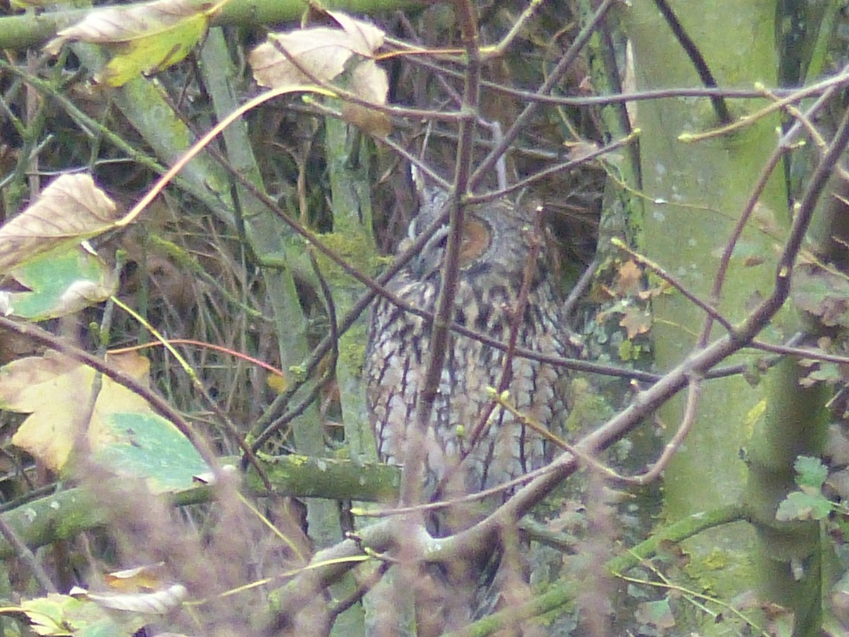 Long-eared Owl - Coleta Holzhäuser