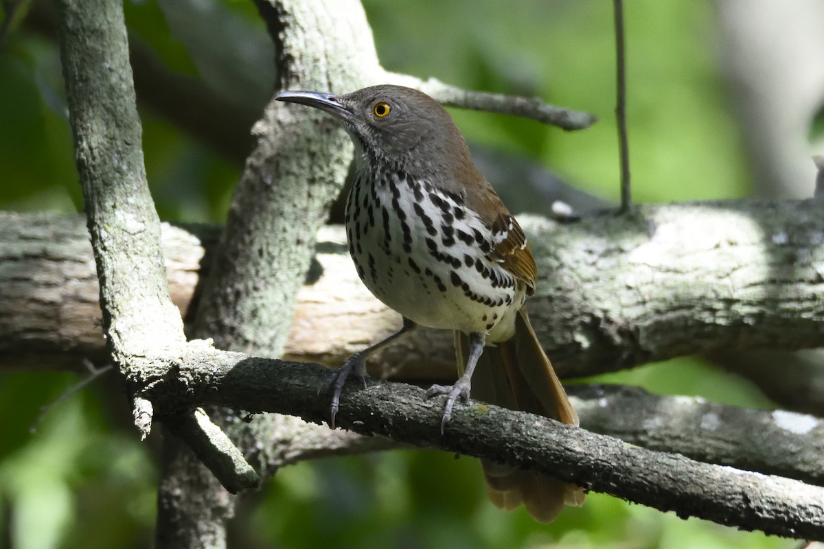 Long-billed Thrasher - ML120238211