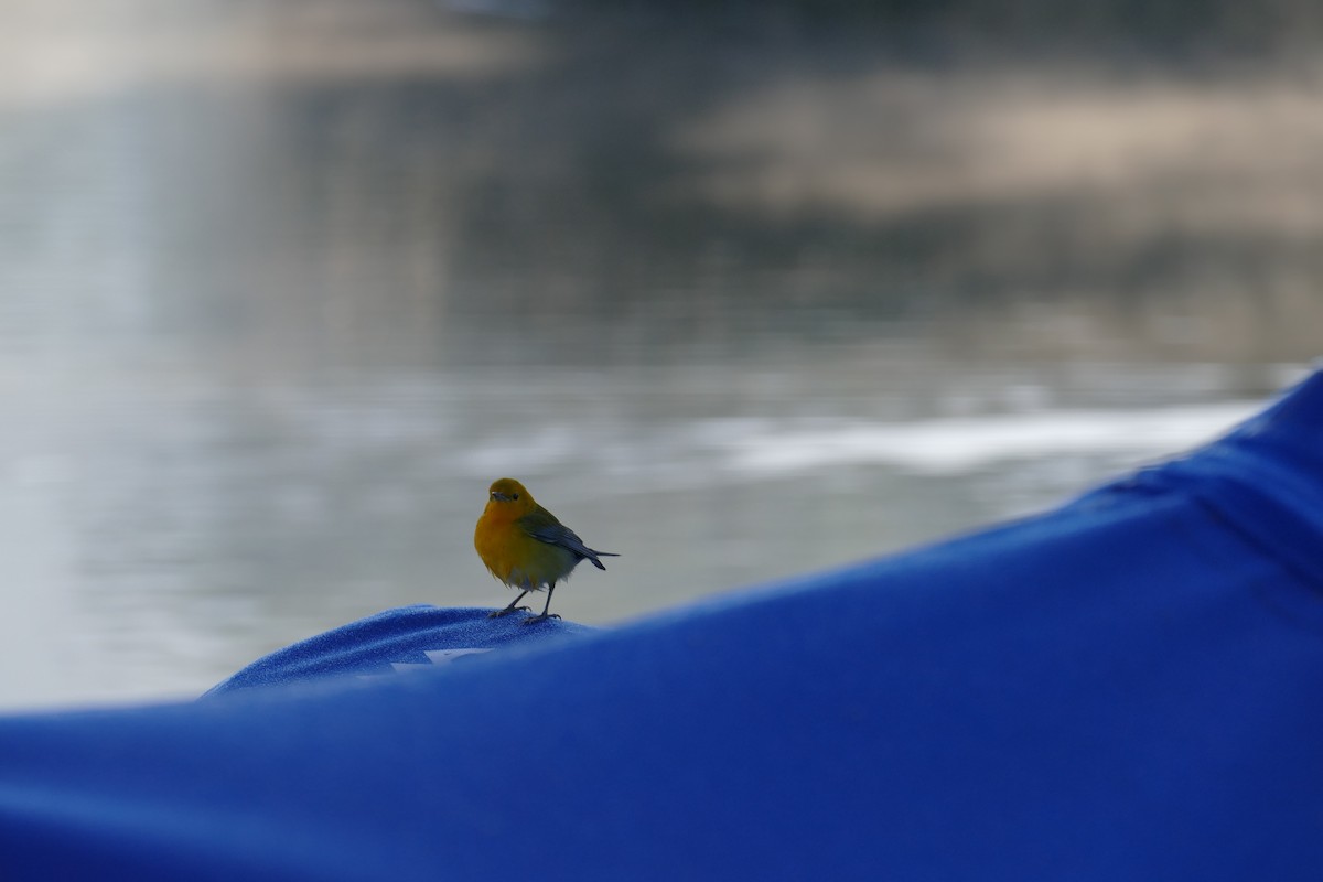 Prothonotary Warbler - Mary Hansen