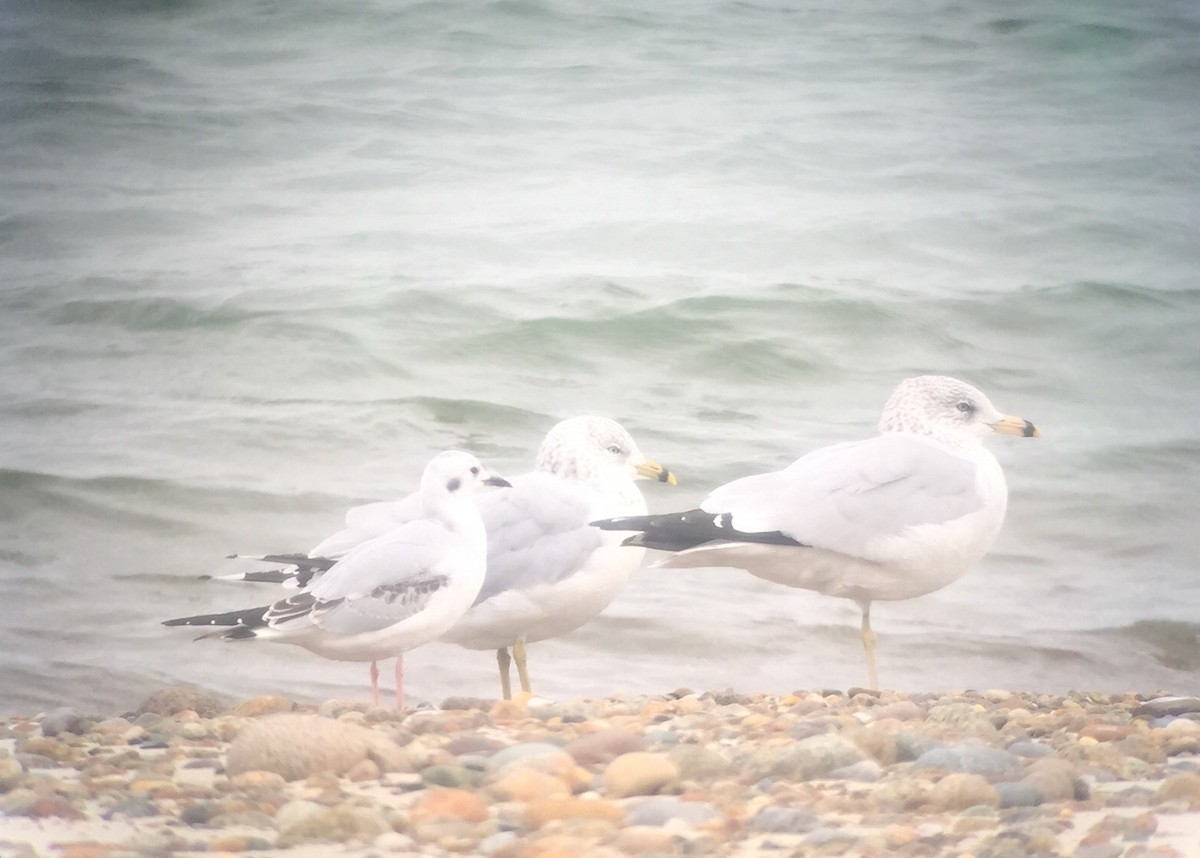 Bonaparte's Gull - ML120246121