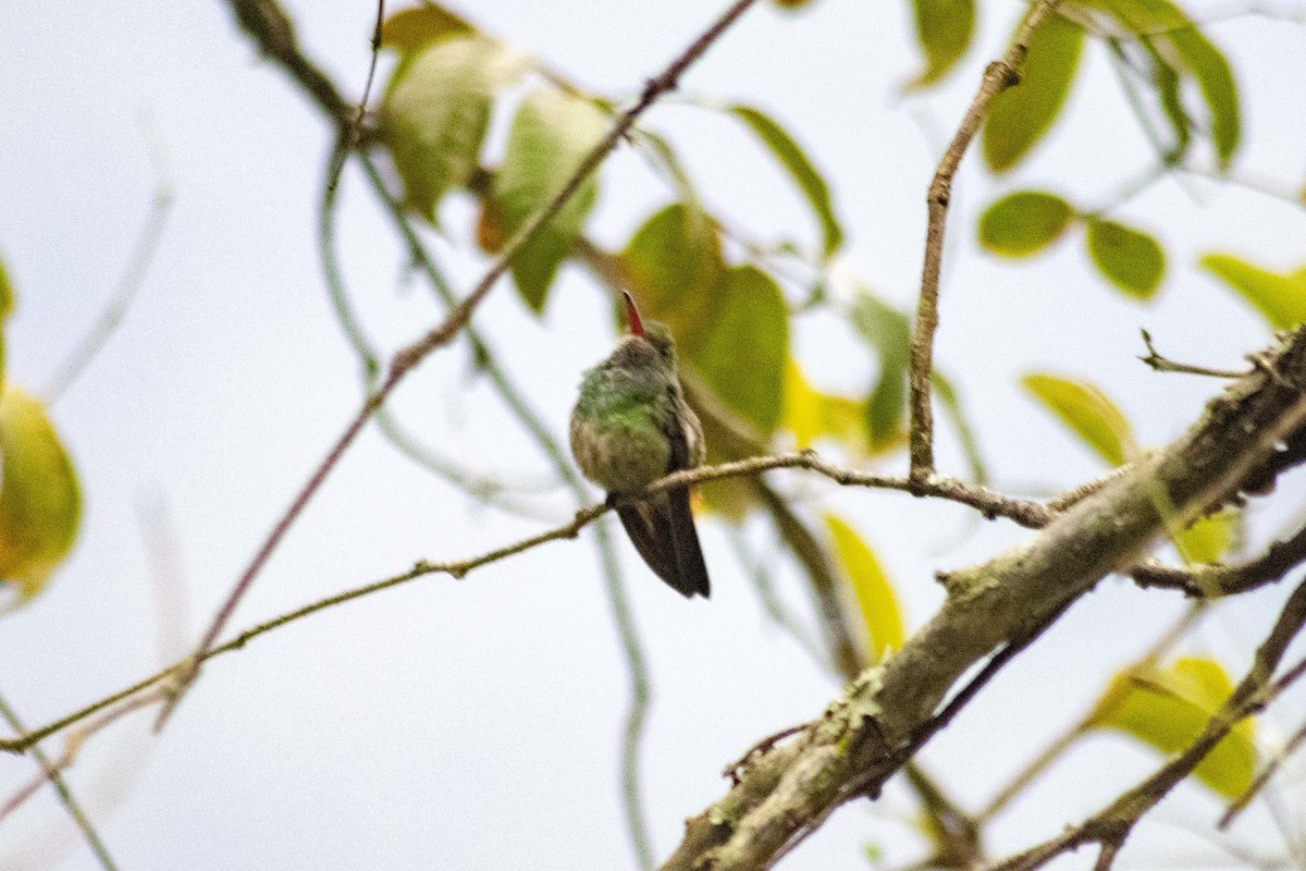Rufous-tailed Hummingbird - ML120246661