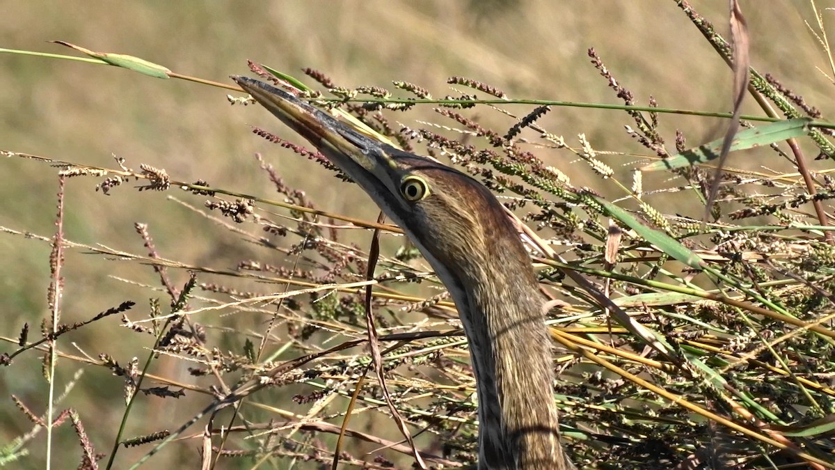 American Bittern - ML120247361