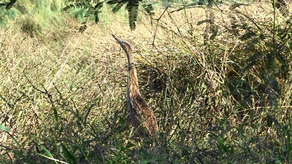 American Bittern - ML120247391