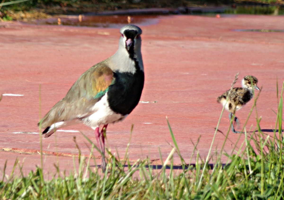 Southern Lapwing - ML120248061