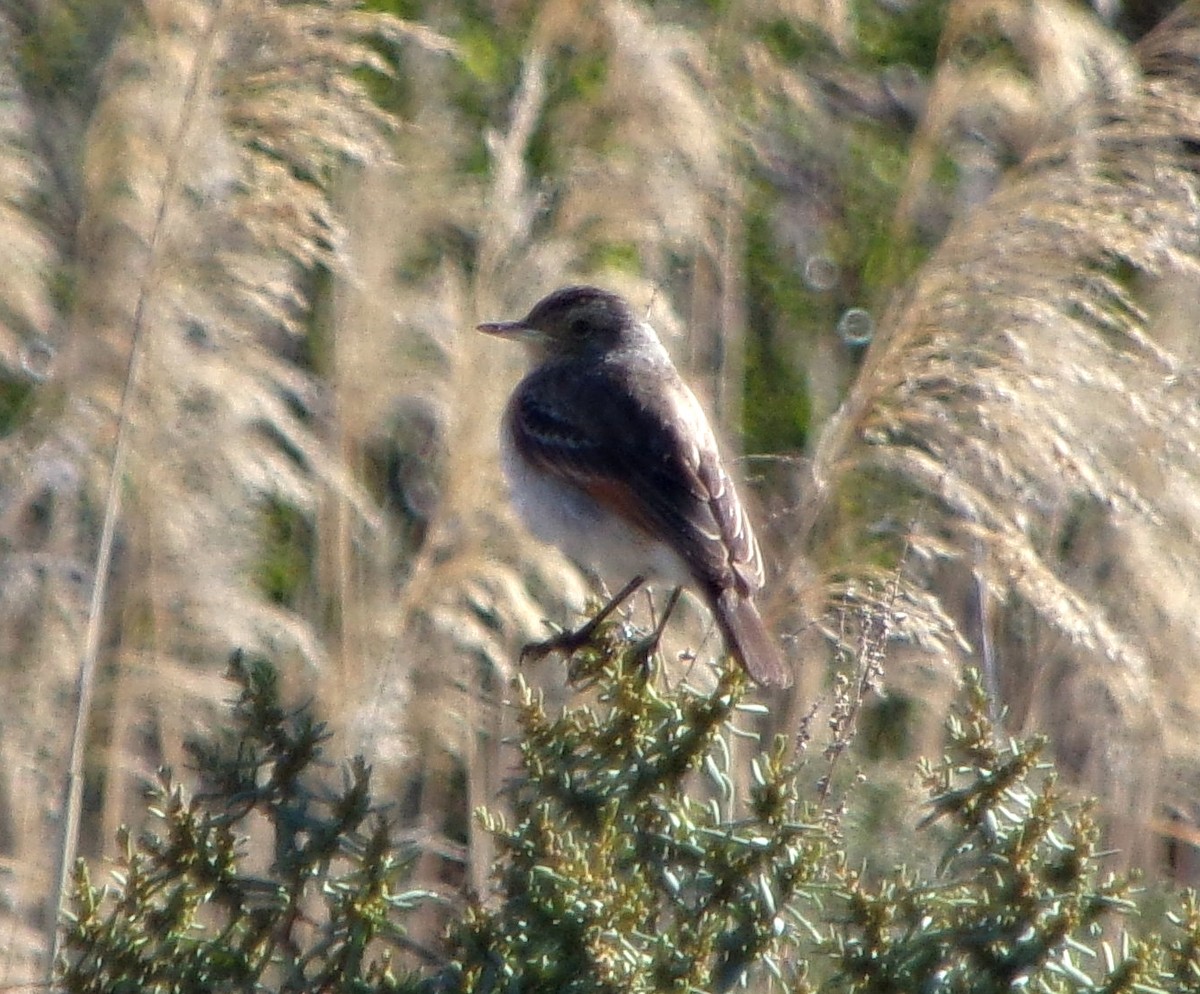 Spectacled Tyrant - ML120248561