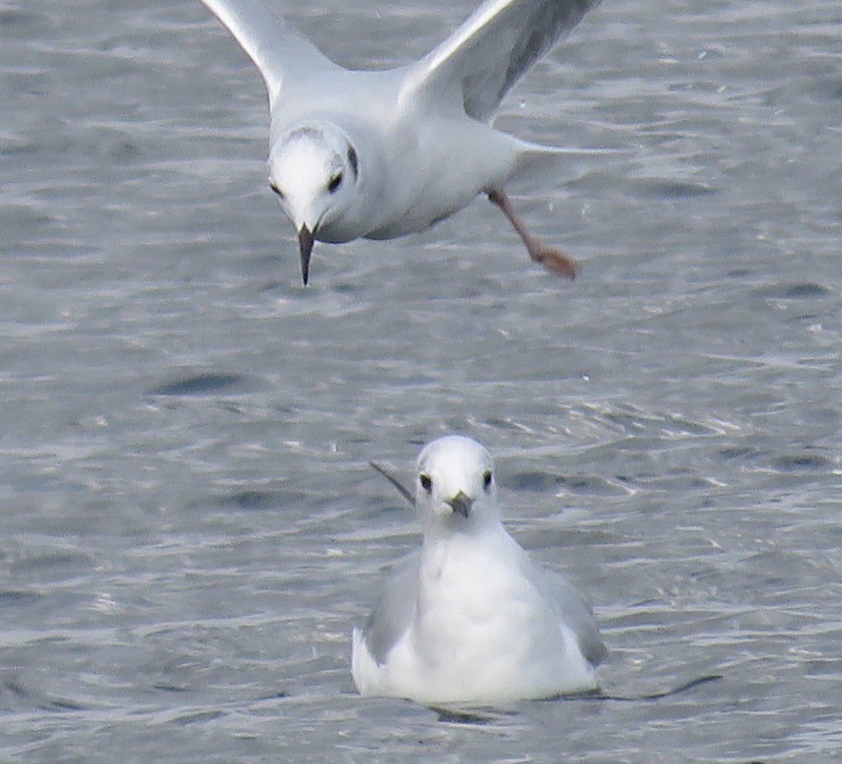 Bonaparte's Gull - ML120249361
