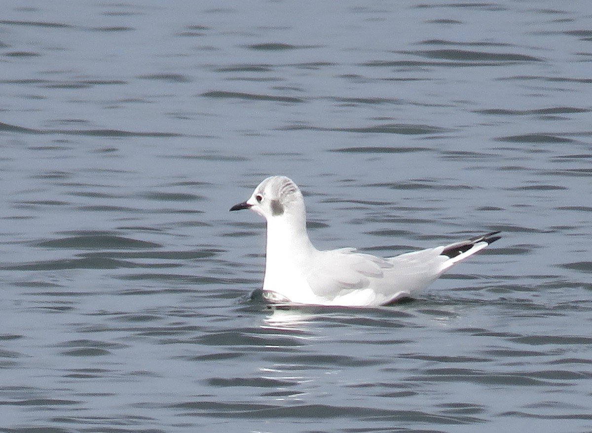 Bonaparte's Gull - ML120249371