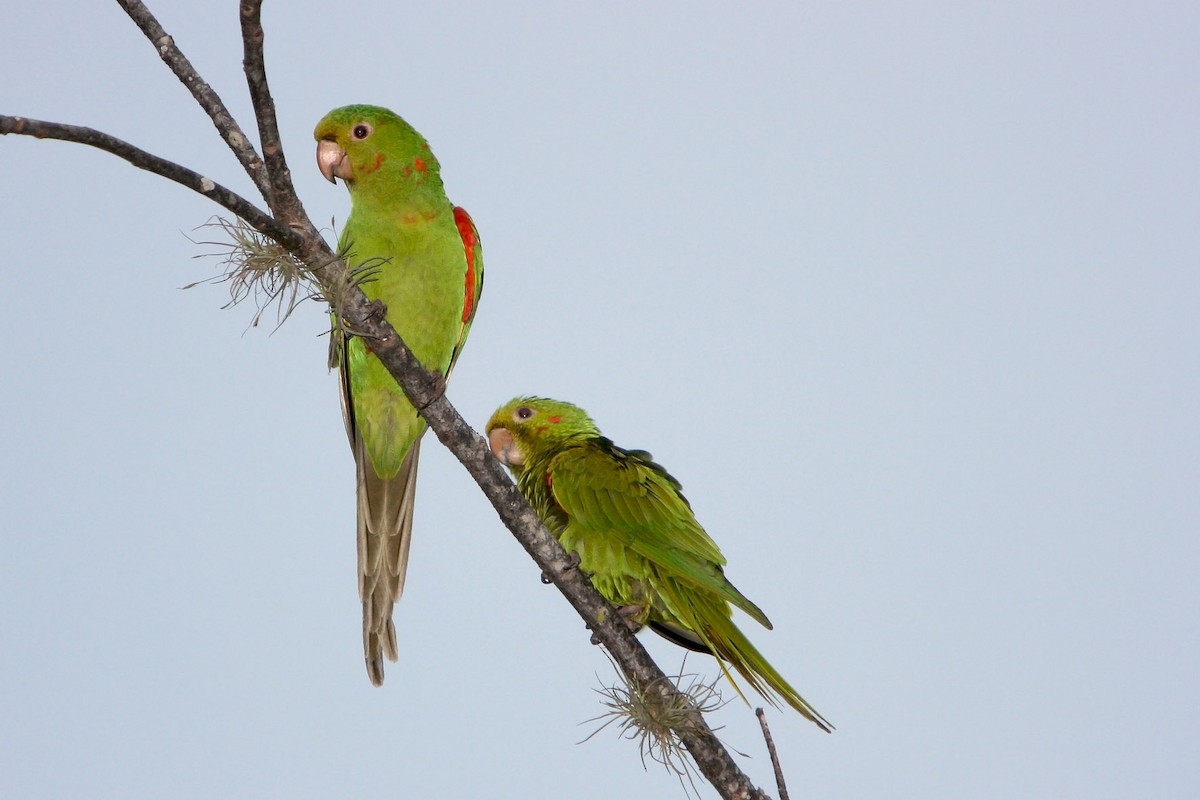 White-eyed Parakeet - ML120250551