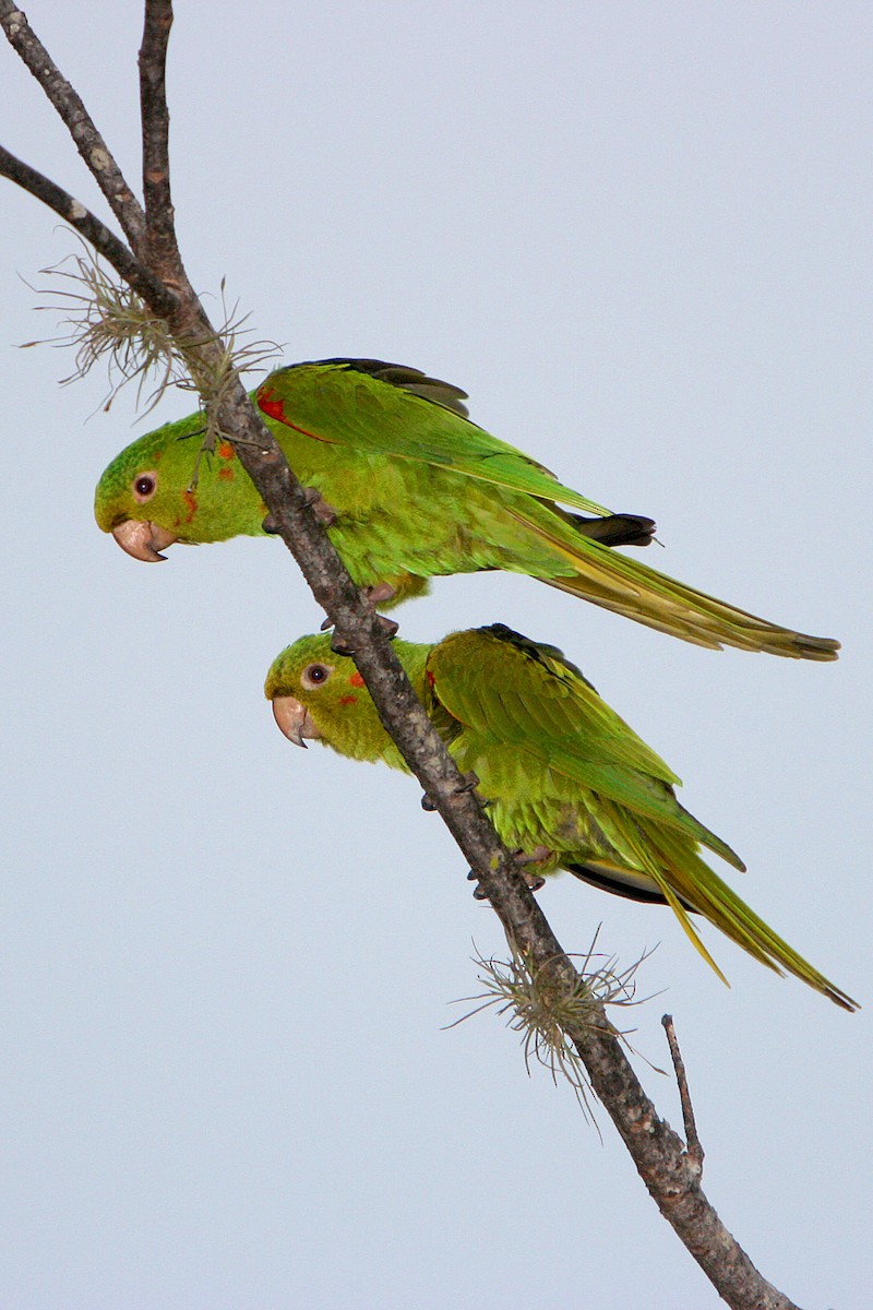 Aratinga Ojiblanca - ML120250631