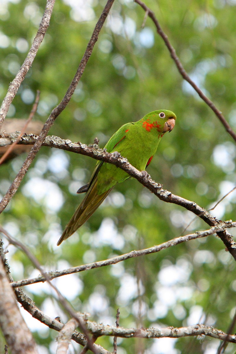 White-eyed Parakeet - Horacio Luna