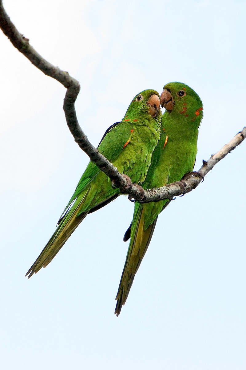 White-eyed Parakeet - Horacio Luna