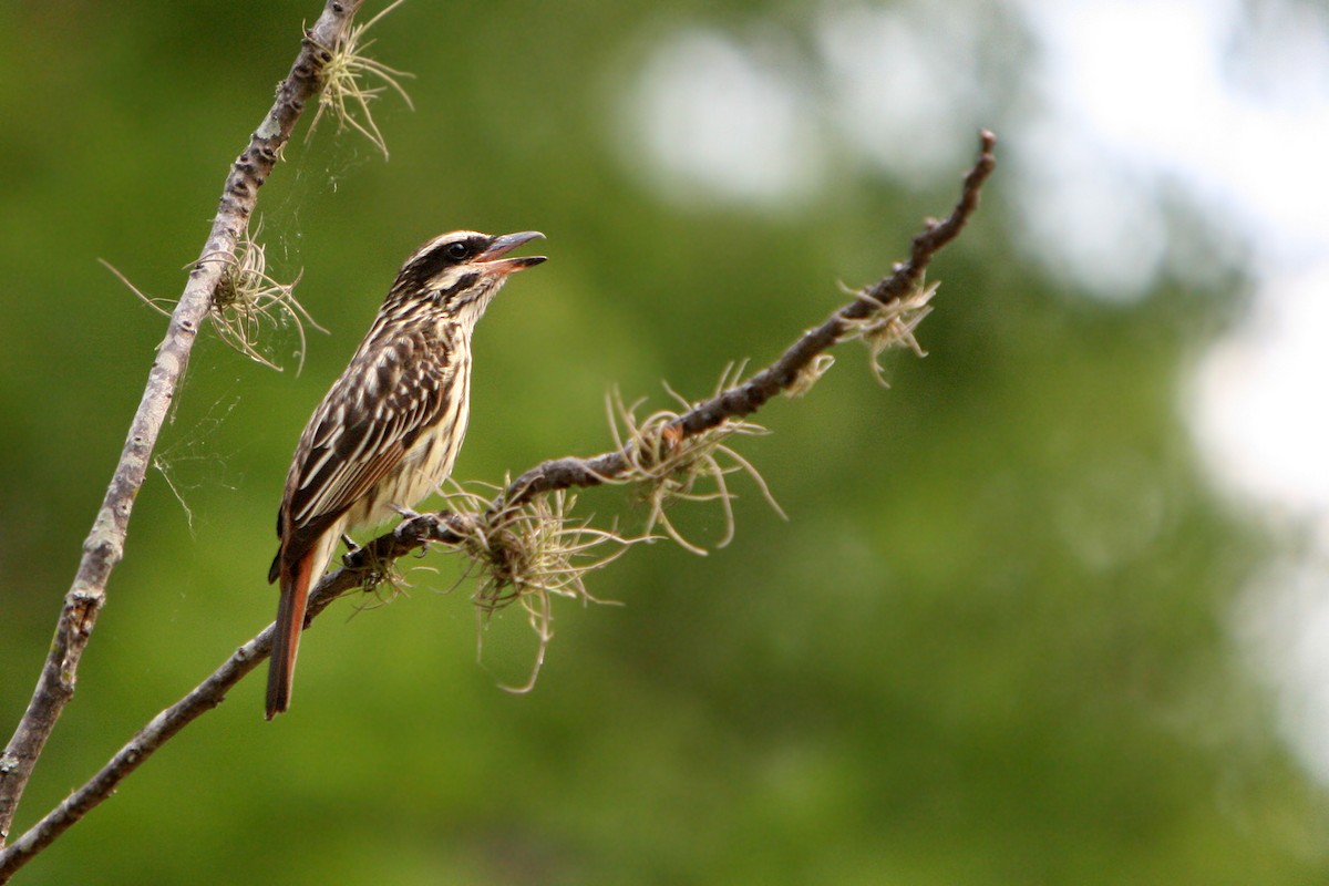 Streaked Flycatcher - Horacio Luna